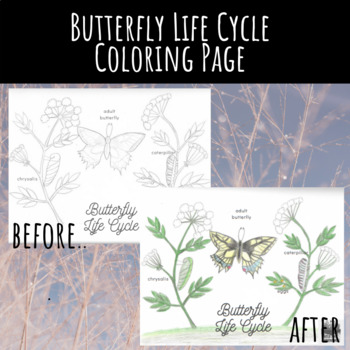 Butterfly Life Cycle Coloring Page by Wild and Growing | TpT