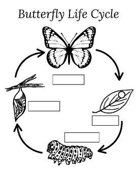 Butterfly Life Cycle Coloring Pages by Little Moon Paper Company