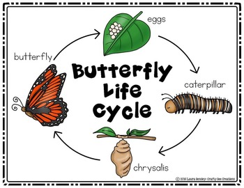 Butterfly Life Cycle Craft | Spring Activities | Life Cycle of a Butterfly