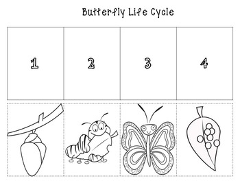 Butterfly Life Cycle Cut and Paste (color and b/w) by Limon Tree