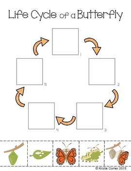 Butterfly Life Cycle Cut And Paste Worksheet By Lemons And Literacy