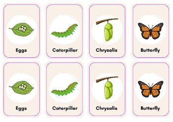 Preview of Butterfly Life Cycle Flashcards - Stages of the Life Cycle with Numbers CUTE!