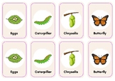 Butterfly Life Cycle Flashcards - Stages of the Life Cycle