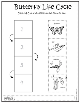 Butterfly Life Cycle Growth Activity Worksheet by Play and Learn Studio