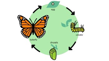 Preview of Butterfly Life Cycle Information Text/Book