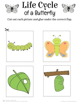 Butterfly Life Cycle Interactive Notebook. by Christine Bailes | TPT