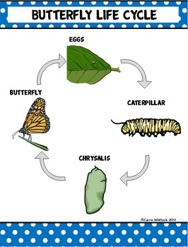 Life Cycle of a Butterfly - Jump! Inc.