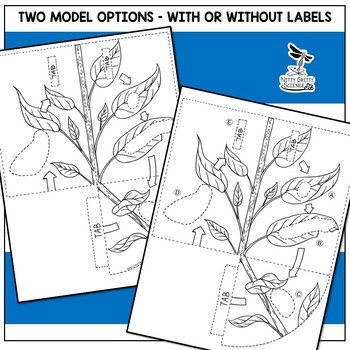 Download Butterfly Life Cycle Model 3d Model Distance Learning Tpt