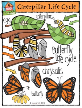 Preview of Butterfly Life Cycle {P4 Clips Trioriginals Digital Clip Art}