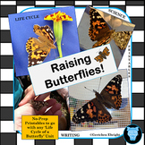 Butterfly Life Cycle Packet- Science - Raising Butterflies