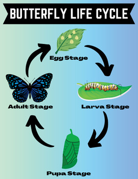 Butterfly Life Cycle Poster | Classroom Decor | 8.5x11 in | PNG, PDF