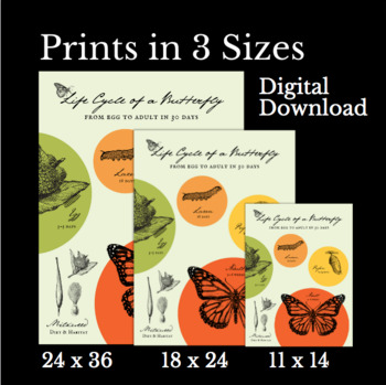 The Life Cycle of the Monarch Butterfly Poster II