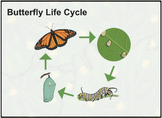 Butterfly Life Cycle Poster Set