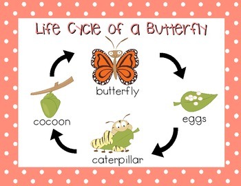 Butterfly Life Cycle Poster and Flash Cards by Jayson Moore | TpT
