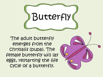 Preview of Butterfly Life Cycle Posters