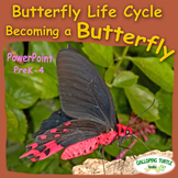 Butterfly Life Cycle PowerPoint - Becoming a Butterfly
