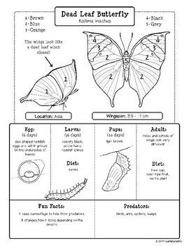 Butterfly Life Cycle Research: Fact Sheets by TeachingRaptor | TPT