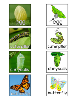 Butterfly Life Cycle Sequence Cards - Realia Photo and Clipart | TPT