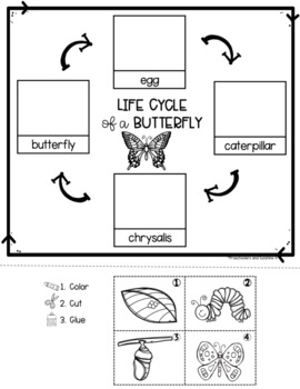 Butterfly Life Cycle [Flip Book & Activities] by Preschoolers and Sunshine