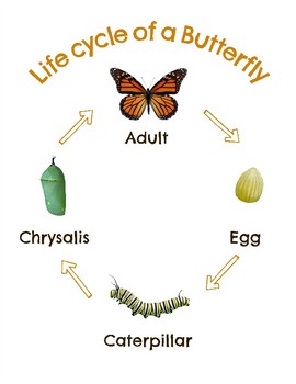 Butterfly Life Cycle Set- Monarch by Hatching Curiosity | TPT