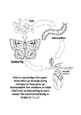 Butterfly Life Cycle Unit | Islamic-Inspired Biology | For