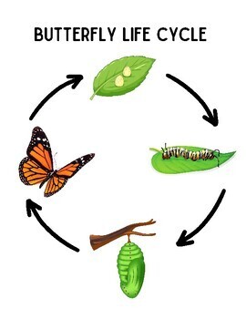 Butterfly Life Cycle Visuals by Pre-K Your Way | TPT