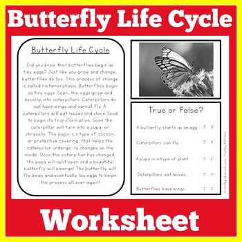 butterfly life cycle kindergarten 1st 2nd 3rd grade worksheet activity