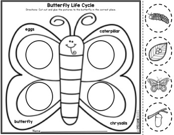 butterfly life cycle worksheet freebie by emilyjanecreates tpt