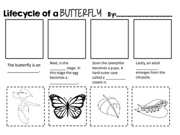 Butterfly Life Cycle and Activities by Kathryn King | TPT