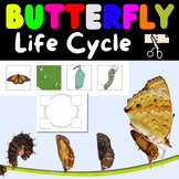 Butterfly Life Cycle of a Butterfly Growth, Butterfly Coco