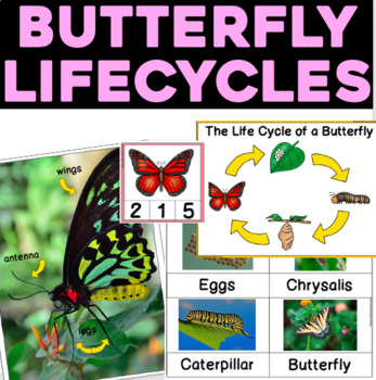 Preview of Butterfly Life Cycles and Parts for 3K, Preschool, Pre-K, and Kindergarten