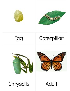 Butterfly Life cycle 3 part cards by Hatching Curiosity | TpT