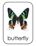 Butterfly Lifecycle printable mini unit for preschool & sp