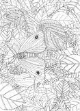 Butterfly/Moth Colouring In Sheet: Habitats and Ecology