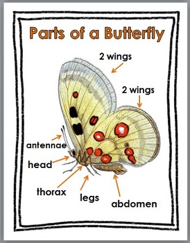 Butterfly Science with Movement Activities Literacy, and Math ...