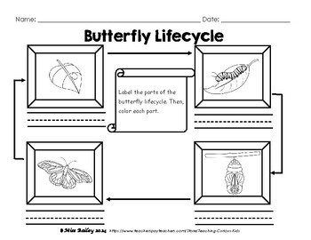 Butterfly Observation Journal and Life Cycle Activities | TpT