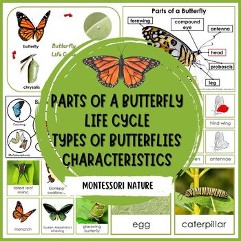 Preview of Butterfly Bundle Life Cycle Anatomy Types Facts Characteristics Montessori