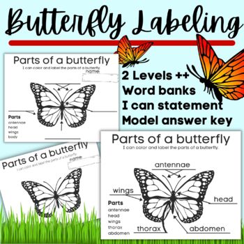 Butterfly Parts - I can label and color the parts of a butterfly