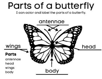 Butterfly Parts - I can label and color the parts of a butterfly