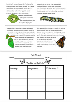 Preview of Butterfly Phase Survival Cards and worksheet