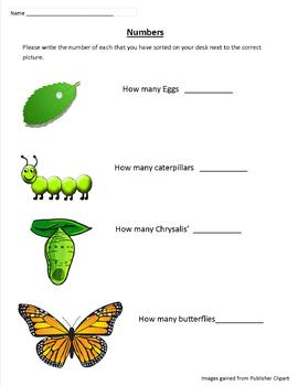 Preview of Butterfly Sorting and Matching activities