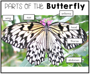 Butterfly Unit by Natalie Lynn Kindergarten | Teachers Pay Teachers