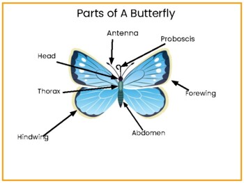 Butterfly Unit Study by CRResources | TPT