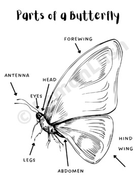 Butterfly Worksheet, Parts of a Butterfly by Lemon Lush Designs | TpT