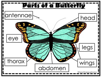 Butterfly Writing Activity with Informative Prompt & Graphic Organizers