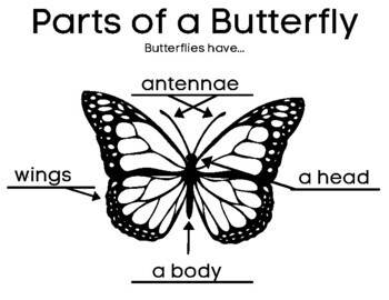 Butterfly Writing - Informative (Have Can Are) with Anchor Charts