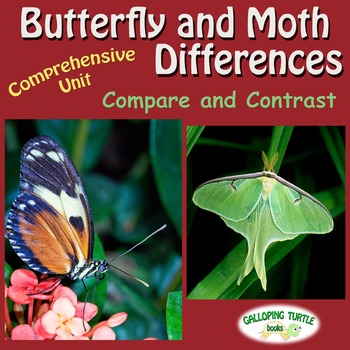 Preview of Butterfly and Moth Differences - Compare and Contrast