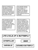 Butterfly life cycle 2 part cards