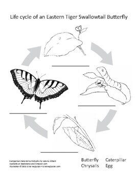 coloring pages butterfly life cycle