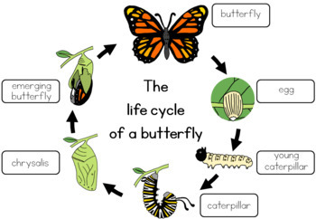 kindergarten butterfly worksheets cycle life Little life  TpT worksheet by Butterfly Blue Orange cycle
